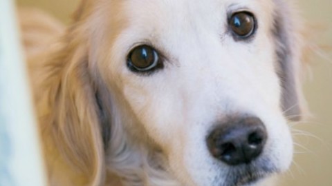 Grosseto, adotti un cane? Tari ridotta del 70%. “Ma solo se i 'padroni … – Il Fatto Quotidiano