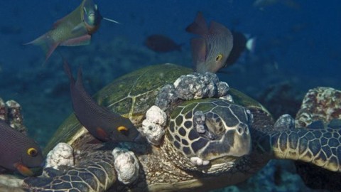 Pelle di rettile creata per la prima volta in laboratorio – Scienze Fanpage