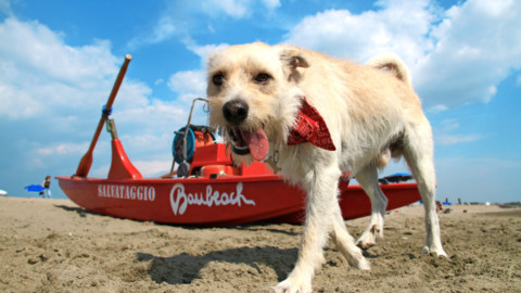 Vacanze con il cane. Al mare e in montagna con valigia & guinzaglio – Io Donna