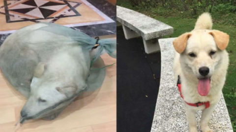 Cina: cane impacchettato vivo e venduto come carne. Salvato – 105.net
