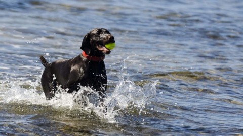 Al mare con Fido: le spiagge per cani a Genova e provincia – GenovaToday