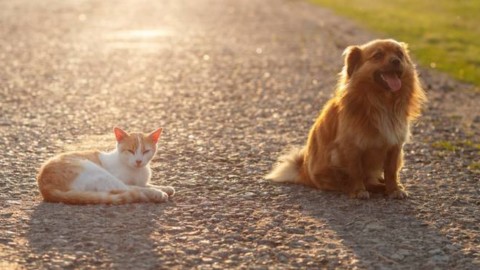 Cani e gatti, il colpo di calore è un rischio anche per loro – Il Faro