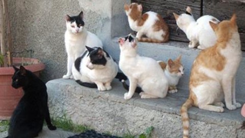 Udine: appello per la sterilizzazione delle colonie feline – Il Friuli