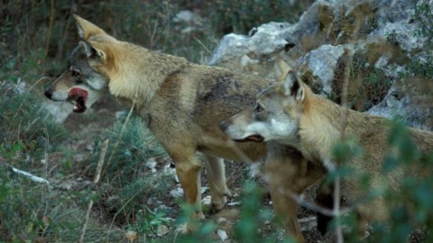 Lupi e rischio ibridazione con i cani Sul Gran Sasso parte un progetto – l'Adige – Quotidiano indipendente del Trentino Alto Adige