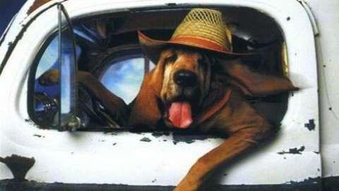 Come portare il cane in auto – La Legge per Tutti