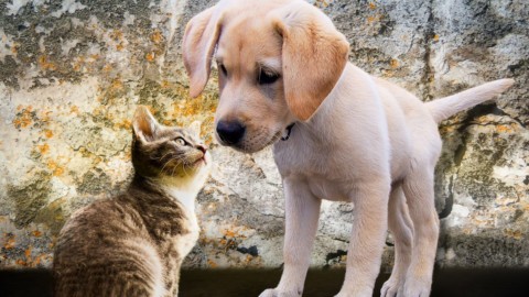 Estate, i consigli per la dieta perfetta di cani e gatti – LifeGate