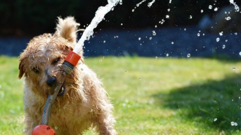 Il cane e il caldo estivo, consigli pratici per proteggerli dall'afa – LifeGate