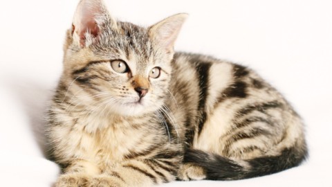 Come prevenire l'insufficienza renale cronica nel gatto e tenerla … – LifeGate