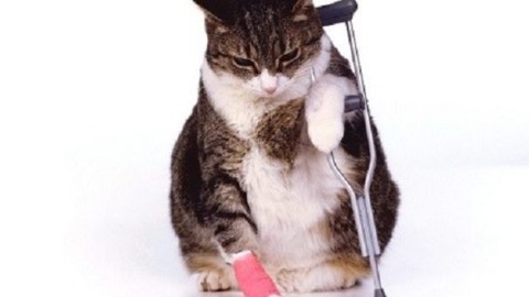 Assicurazione gatto: consigli, quanto costa e cosa copre – Mondo Gatti