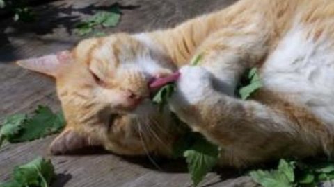 Erba gatta: benefici, effetti e proprietà della nepeta cataria per il gatto – Mondo Gatti