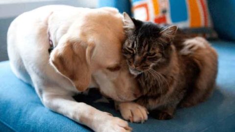 Cani e gatti? Per 1 barese su 3 sono come membri della famiglia – Puglia In