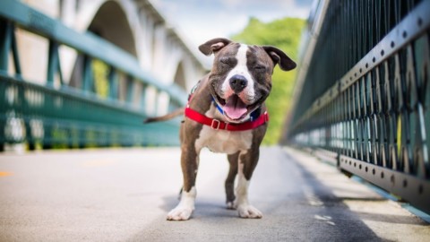 Cane, il migliore amico del fotografo. Ecco i vincitori del Dog … – Rai News