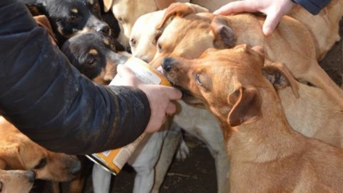 Cani di Santa Croce di Camporosso, Lega per la Difesa del Cane … – Riviera24.it