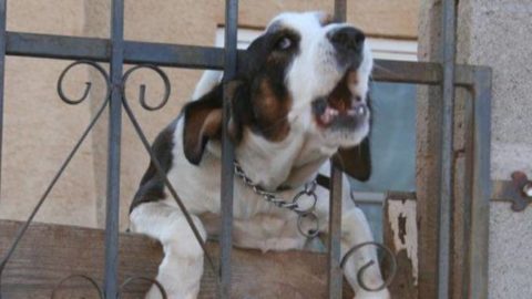 Educazione cinofila, come insegnare al cane a smettere di abbaiare – Riviera24.it