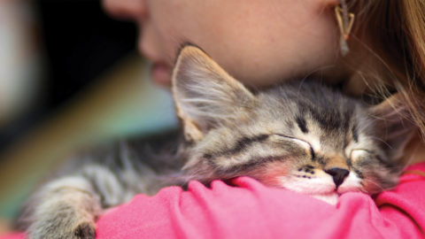 Il potere benefico delle fusa dei gatti – Ultima Voce (Blog)