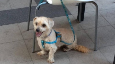 “Violenze verso il mio cane e offese nei miei confronti, ma nessuno … – gonews