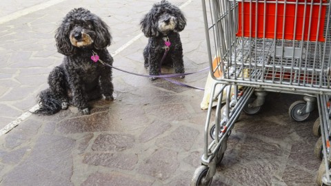 Cani al supermercato: secondo la Lav la nota del Ministero della … – ilfattoalimentare.it