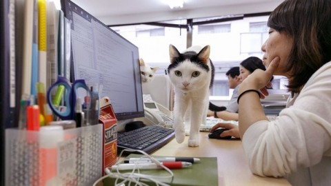 Gatti da ufficio per lavorare di più e meglio – Il Gazzettino