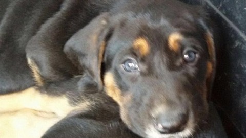Roma, allarme polpette avvelenate per i cani all'Appio Tuscolano – Il Messaggero