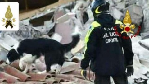 Camilla, border collie dei pompieri è morta in servizio: gli altri cani … – Il Secolo XIX