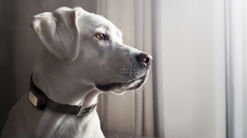 Europ Assistance, polizza per animali domestici – Insurance Trade