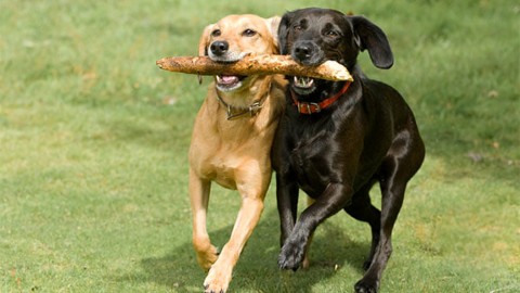 “Settimana milanese del cane”: dall'11 al 18 giugno giochi … – MilanoToday