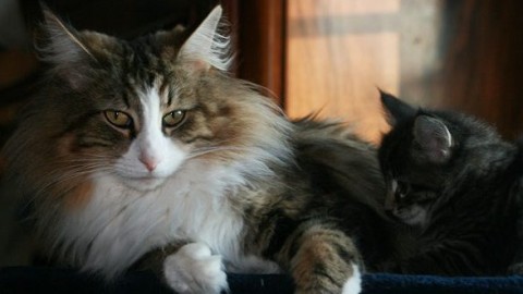 Gatto norvegese: aspetto, carattere e prezzo – Mondo Gatti, il blog a … – Mondo Gatti