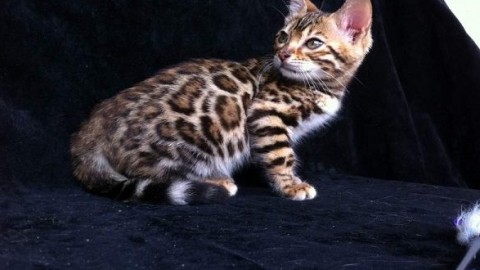 Gatto del Bengala: alimentazione, prezzo, caratteristiche e cure – Mondo Gatti