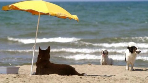 L'animale domestico? È come un parente. 1 sardo su 3 lo porta in … – Sardegna Oggi
