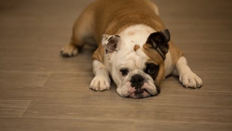 Domani a Nichelino la “Festa del cane burlone” – Torino Oggi