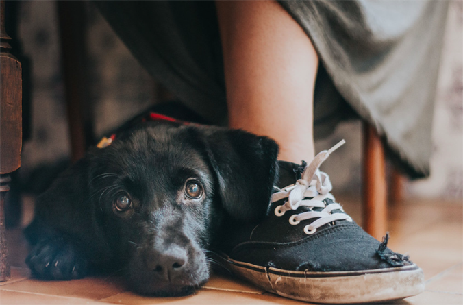 Le migliori foto di cani del 2017