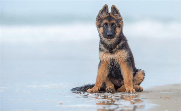 Niko's first visit to the beach @Ruud Lauritsen