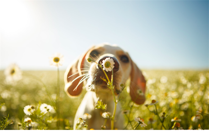 Chamomile fields forever @Rodrigo Capuski