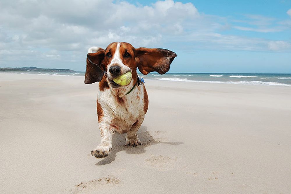Cani in spiaggia: doveri, diritti e trucchi per non farsi cacciare