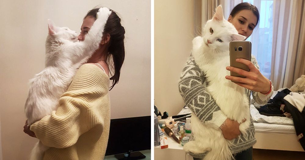 Tihon: il Maine Coon gigante più famoso del web