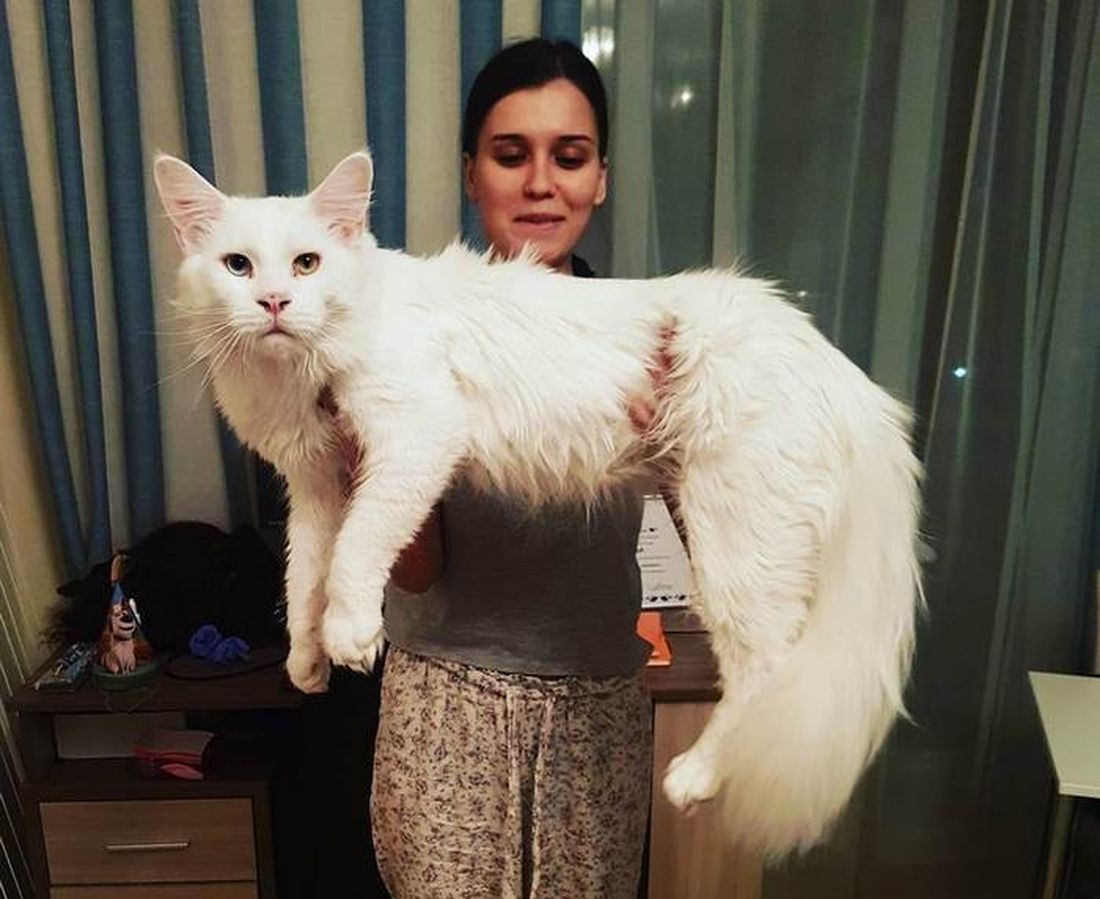 Tihon: il Maine Coon gigante più famoso del web