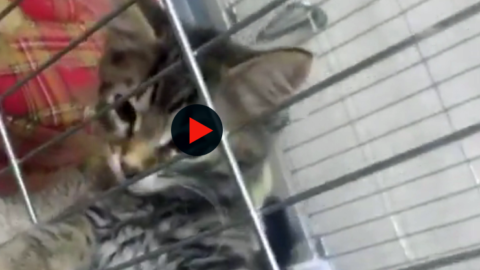 I cuccioli del gattile di Bologna: 'Cercano casa, gli animali non si … – BolognaToday