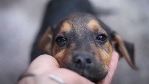 Perché i cani sono amichevoli? La risposta è in tre geni – Wired.it
