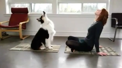 Ecco il “Doga”, lo yoga casalingo da fare insieme al proprio cane – TGCOM