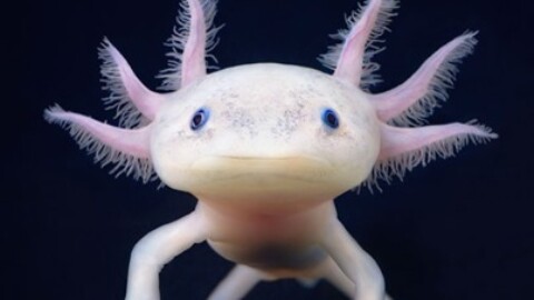 Axolotl: un anfibio particolare