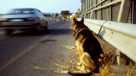 I cani non cambiano mai, gli uomini sì – L'Huffington Post