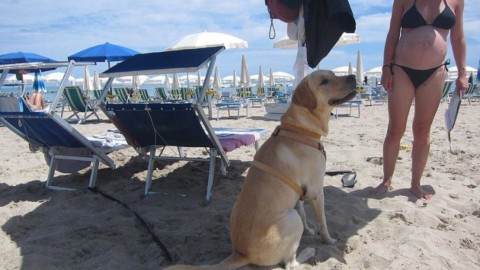 Civitanova ai primi posti in Italia per l'accoglienza dei cani in spiaggia – Picchio News (Comunicati Stampa) (Registrazione)