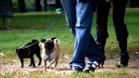 Macerata, vigili “zelanti”: multa per il cane di diciassette anni alle sei … – Picchio News (Comunicati Stampa) (Registrazione)