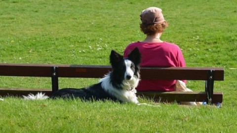 I cani sono 'geneticamente' nostri amici: ecco perché sono così … – Scienze Fanpage