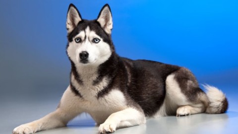 20 cose che non sai sui cani – NanoPress
