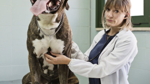 Anatema contro chi abbandona un cane – Io Donna