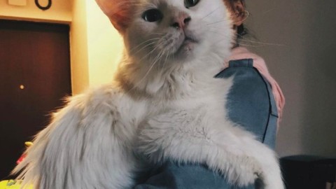 Tihon: il Maine Coon gigante più famoso del web [FOTO] – Velvet Pets