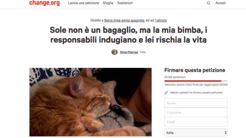 “Rivoglio la mia Sole”: la compagnia aerea ha smarrito il gatto e non … – Velvet Pets