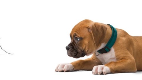 Zanzare: come proteggere cani e gatti – Velvet Pets