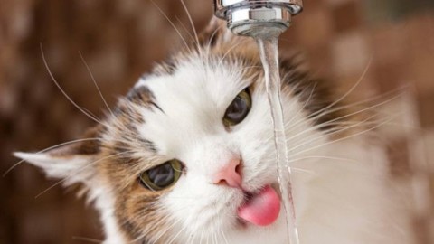 Caldo: 5 trucchi per la salute del tuo gatto – Velvet Pets